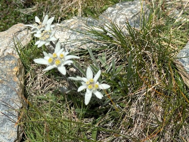 Bluehendes Edelweiss zwischen Grashalmen an einem Felsen
