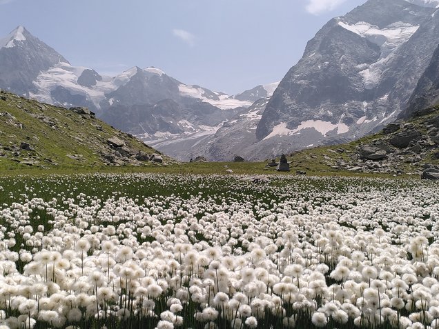 Feld aus weissem Wollgras in einem Hochtal, im Hintergrund vergletscherte Berge